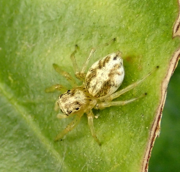 Salticidae da Id.